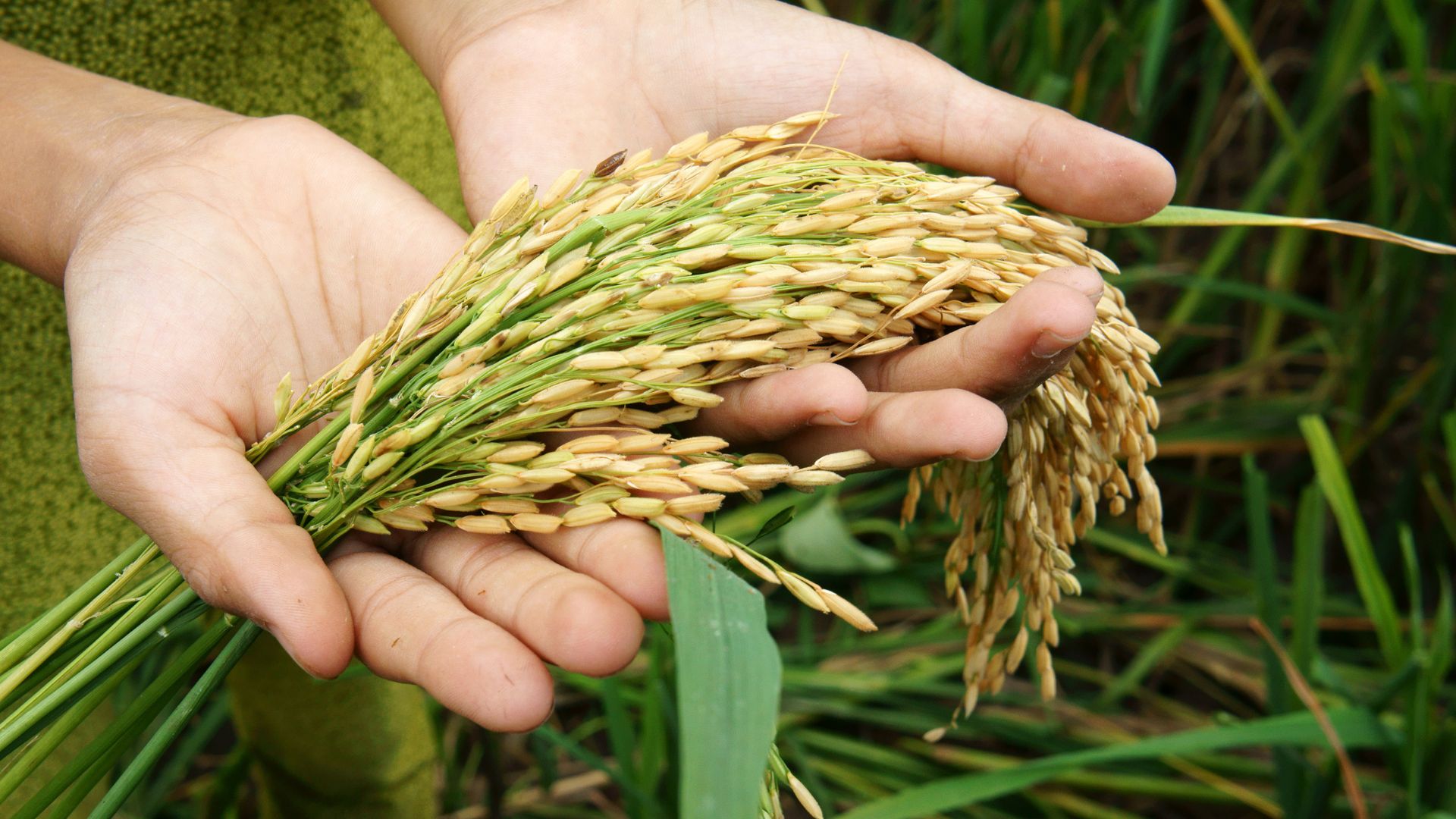 Emilė Stragytė. Analysis of Food Security Trends in Lithuania 2023